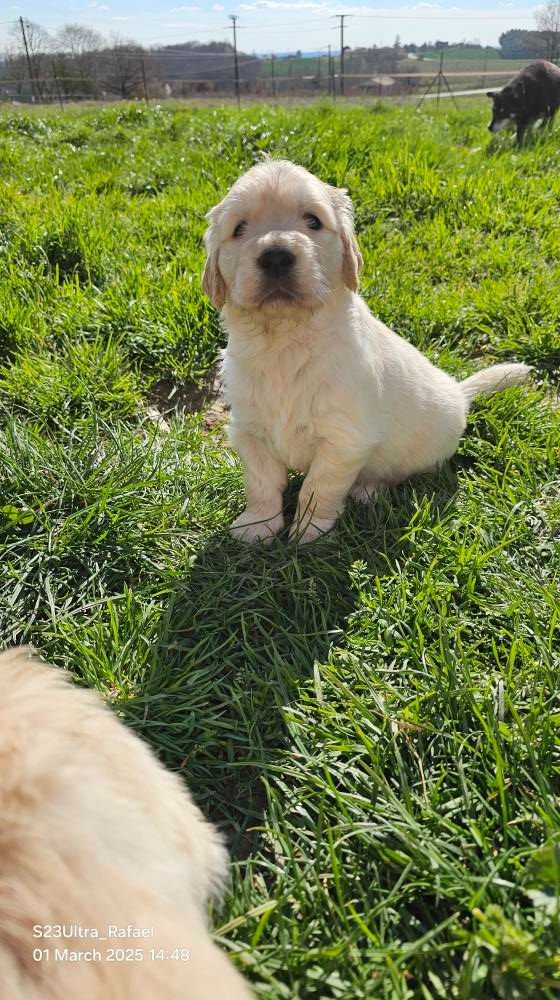 De La Maison D'Anubis - Chiots disponibles - Golden Retriever