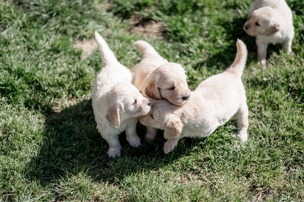 Chiot Golden Retriever De La Maison D'Anubis