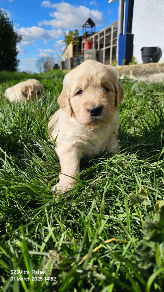 De La Maison D'Anubis - Chiots disponibles - Golden Retriever